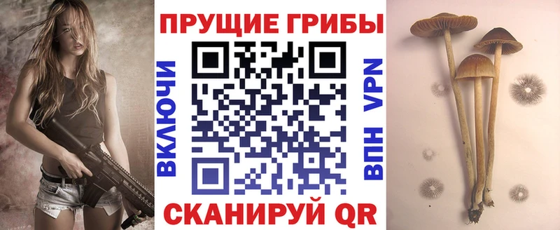 Купить закладки  Сегежа  Псилоцибиновые грибы Cubensis 